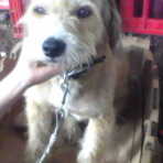 Popy